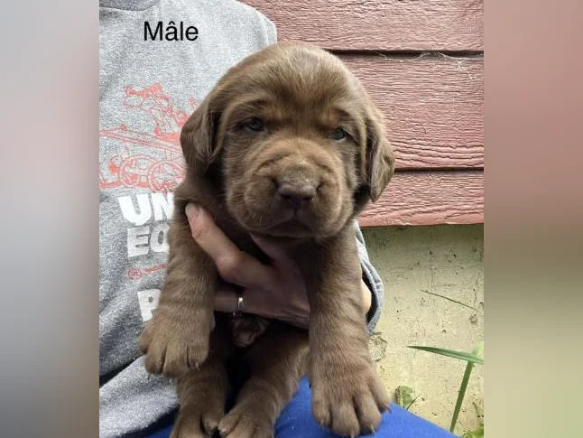 Labrador pure race thumbnail 6