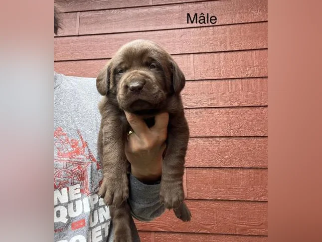 Labrador pure race thumbnail 4
