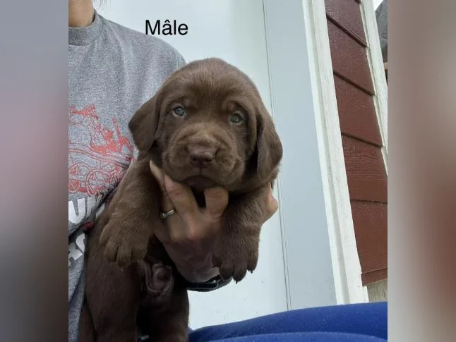 Labrador pure race thumbnail 7