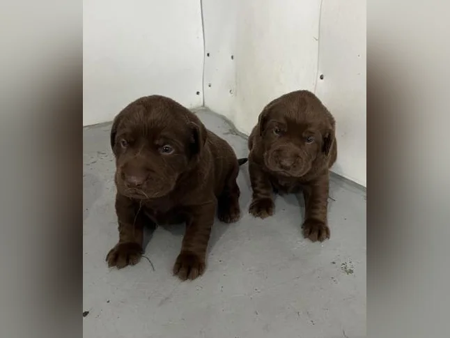 Labrador pure race thumbnail 8
