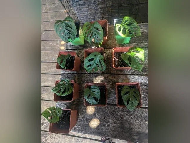 9 plants Monstera Swiss Cheese