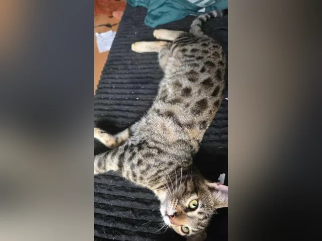 SAVANNAH X LYNX