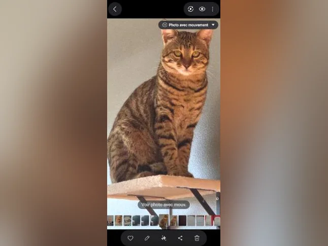 SAVANNAH X LYNX thumbnail 3