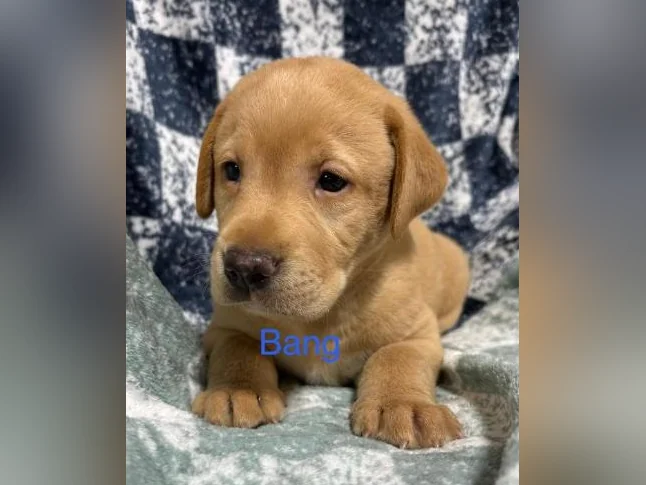 Labradors Chesapeake thumbnail 4