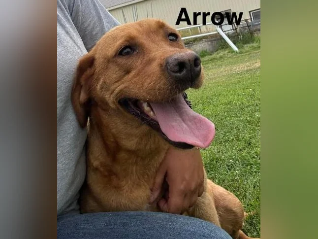 Labradors Chesapeake thumbnail 8