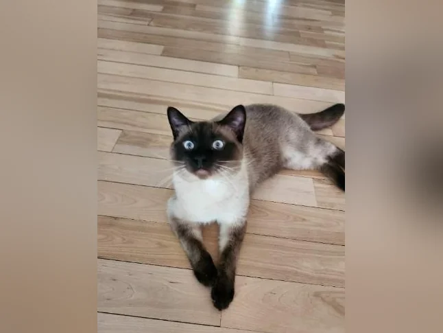 Chaton siamois