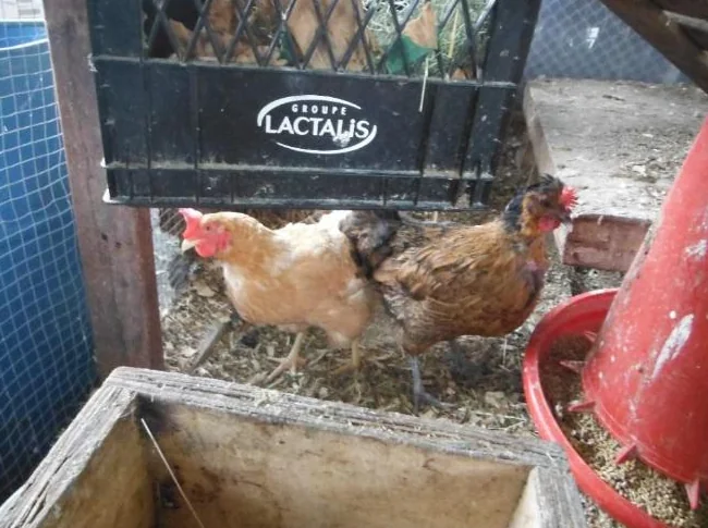 7 poulle de 2 ans pour $70 pour les 7 poule A FARNHAM