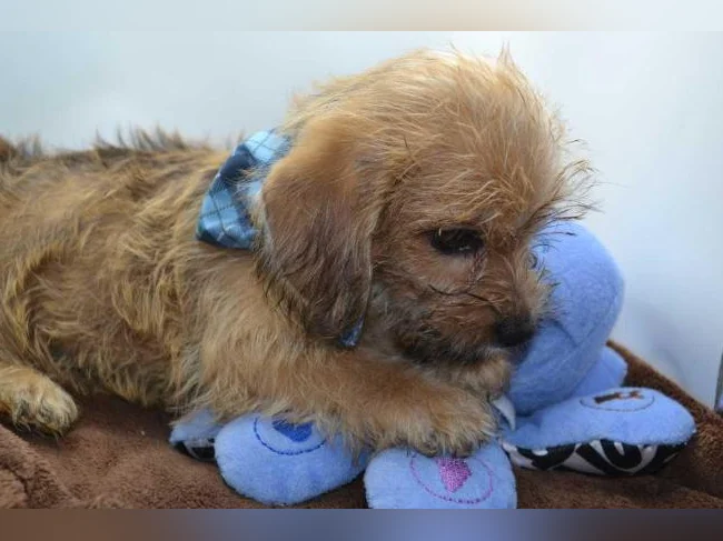 Chiot Mâle Shih tzu x Bichon thumbnail 2