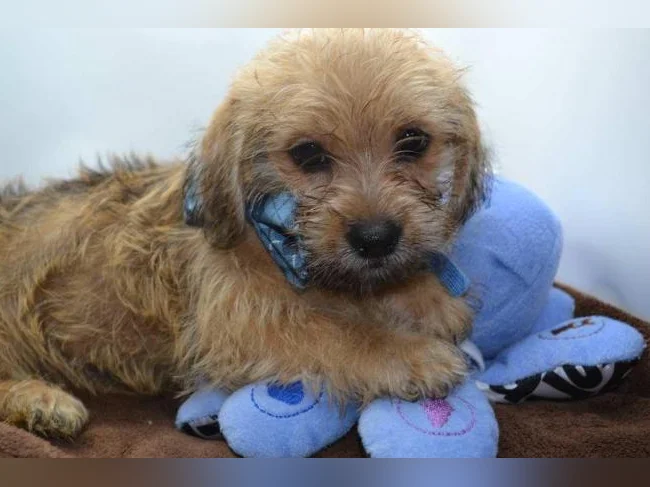 Chiot Mâle Shih tzu x Bichon