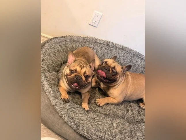 French bulldog