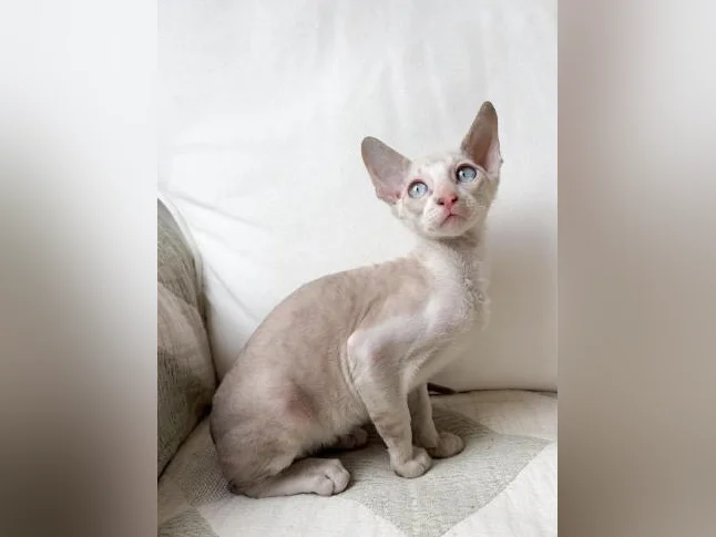Chaton Rex Cornish