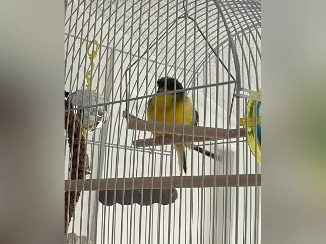 Serin Hope thumbnail 2