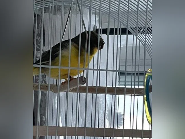 Serin Hope