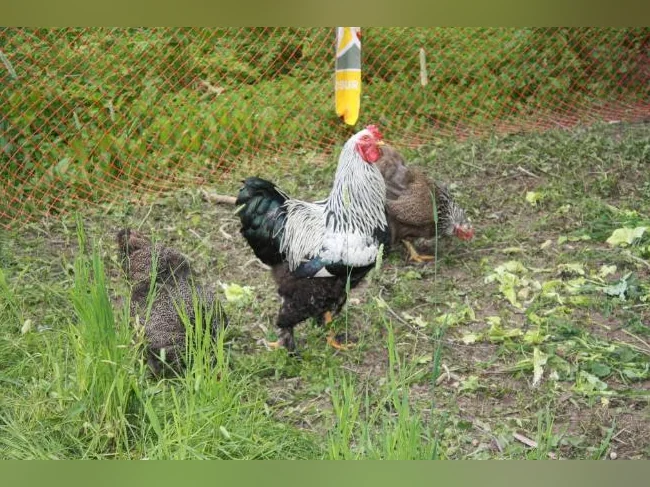 poussins BRAHMA DARK race pure thumbnail 3