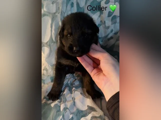 Chiot prêt 26 août Type Berger Allemand thumbnail 3