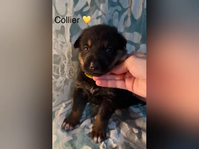 Chiot prêt 26 août Type Berger Allemand thumbnail 2