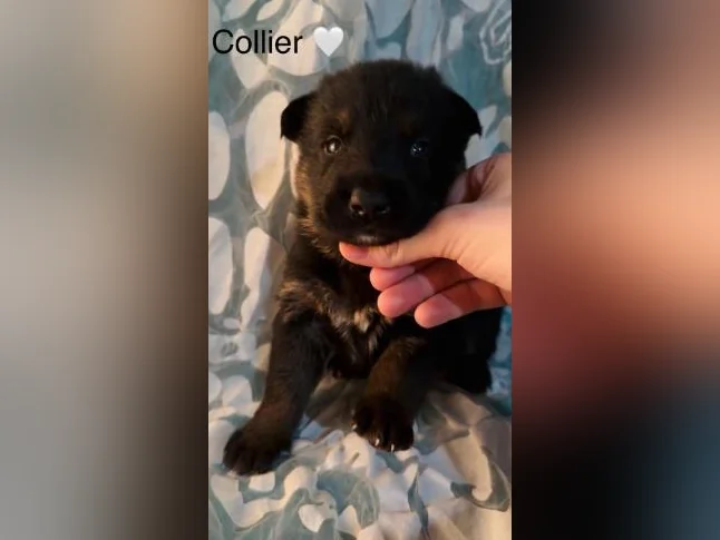 Chiot prêt 26 août Type Berger Allemand