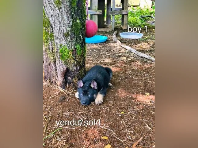 3/4 king shepherd puppies thumbnail 5