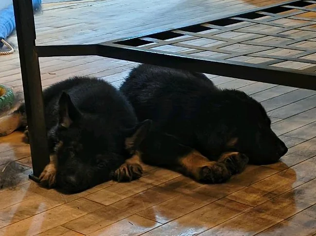 3/4 king shepherd puppies thumbnail 3
