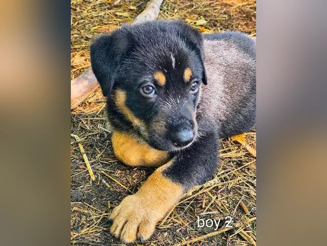 3/4 king shepherd puppies thumbnail 6