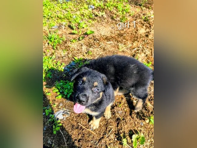 3/4 king shepherd puppies thumbnail 4