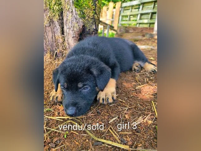 3/4 king shepherd puppies thumbnail 8