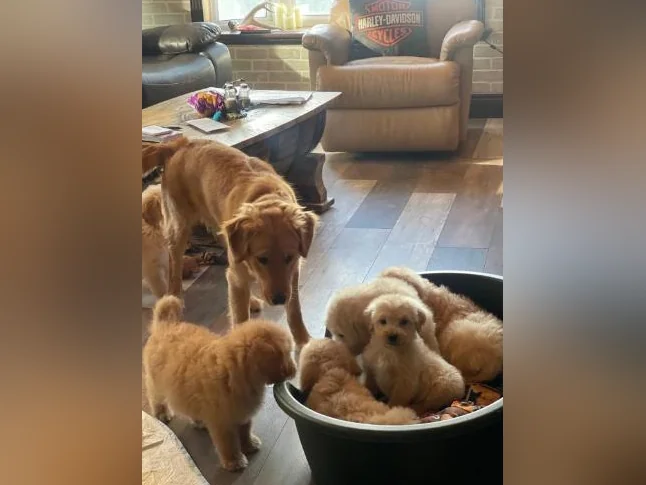 Chiots Goldendoodle thumbnail 4