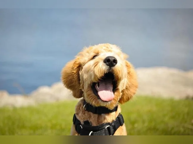 Chiots Goldendoodle thumbnail 2