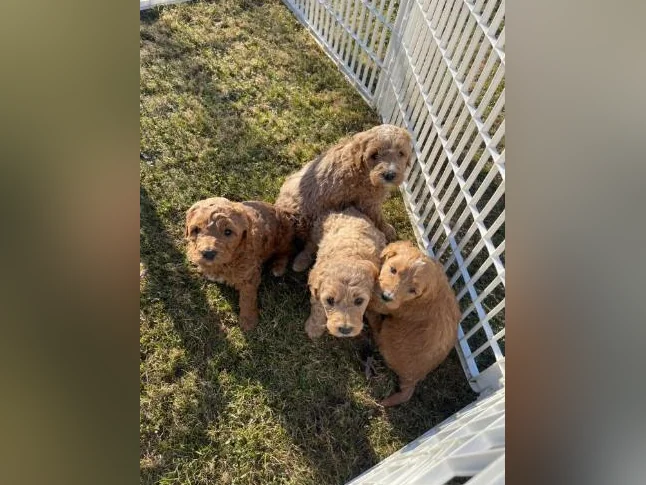 Chiots Goldendoodle thumbnail 10