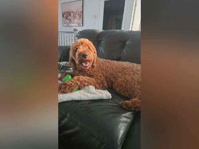 Chiots Goldendoodle thumbnail 7