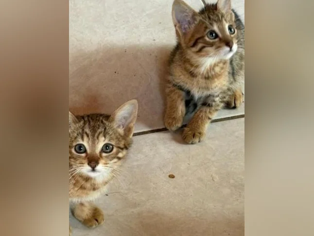 Chatons thumbnail 3