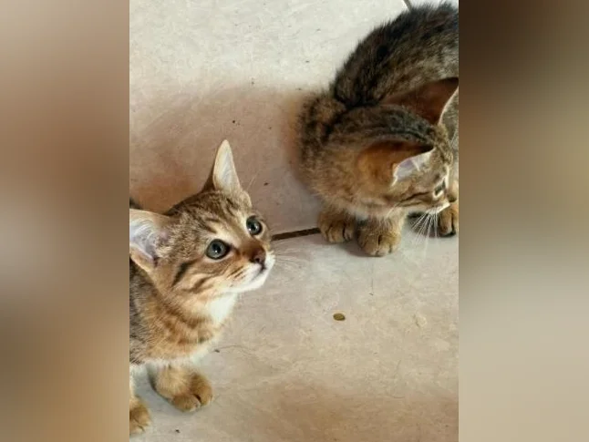 Chatons thumbnail 4