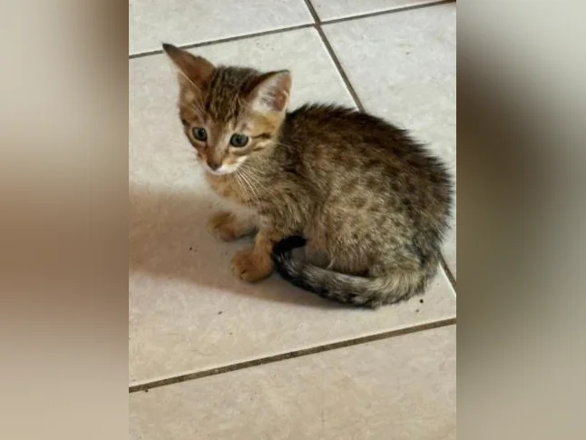 Chatons thumbnail 2