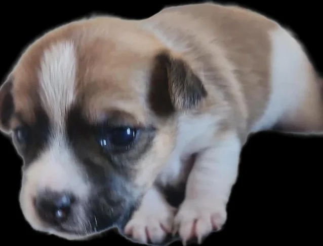 2 magnifiques chiots thumbnail 4