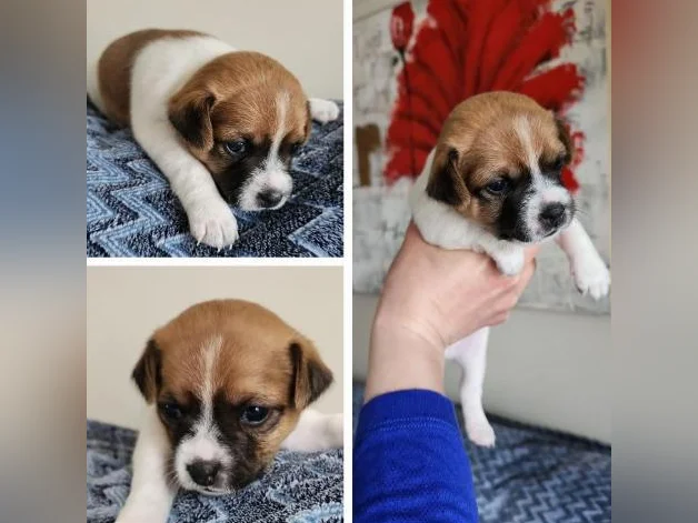 2 magnifiques chiots thumbnail 2