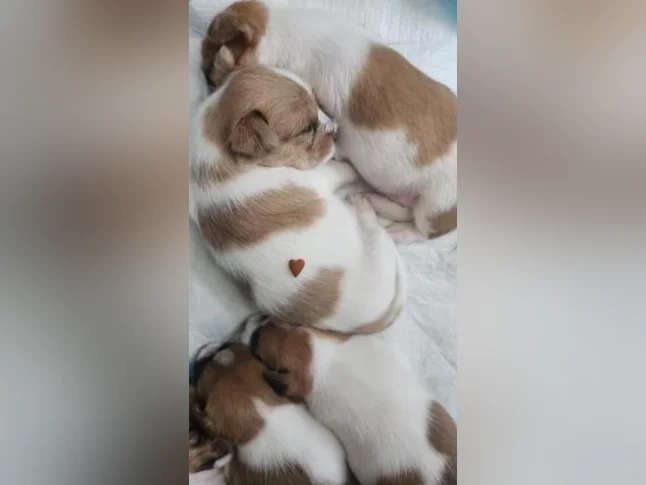 2 magnifiques chiots thumbnail 6