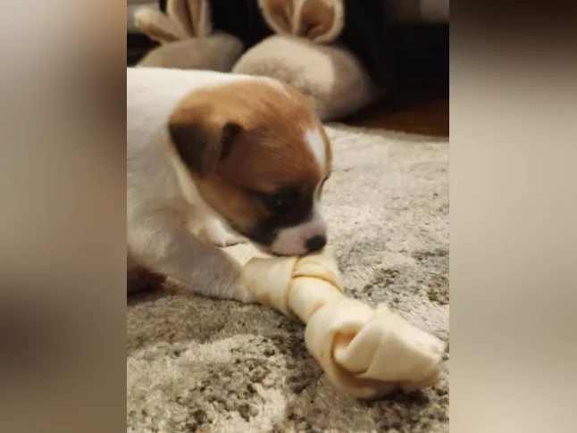 2 magnifiques chiots thumbnail 3