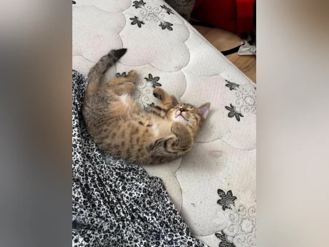 Chaton de 4 mois thumbnail 2