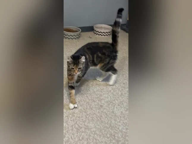 Petite chatte 1 ans et demie