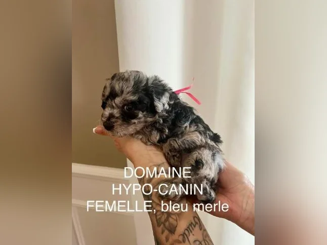 Caniche miniature