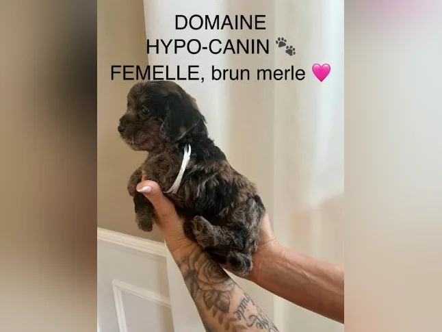 Caniche miniature thumbnail 2