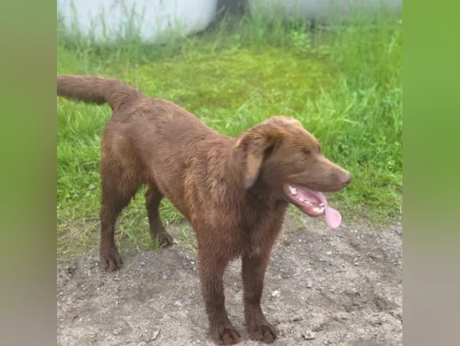 Chiot