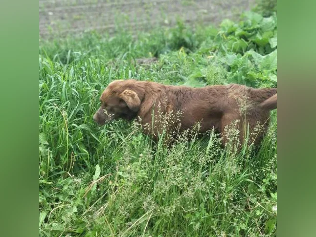 Chiot thumbnail 2