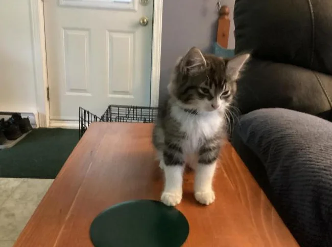 Chaton mâle de 8 semaines