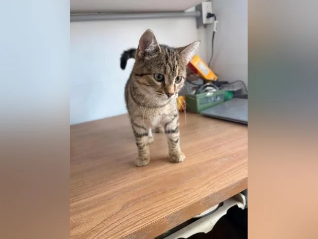 Chatons à donner thumbnail 10