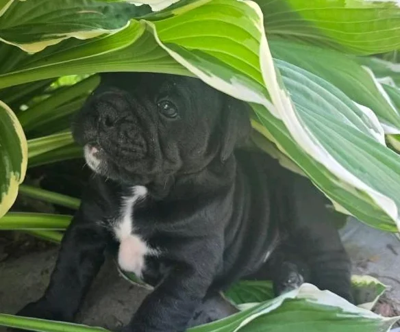 Chiots old english bulldog, bulldog thumbnail 6