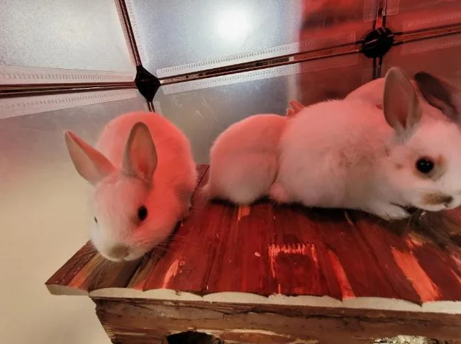 Lapins nains - 1 mois - non sexés