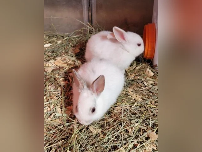 Lapins nains - 1 mois - non sexés thumbnail 2