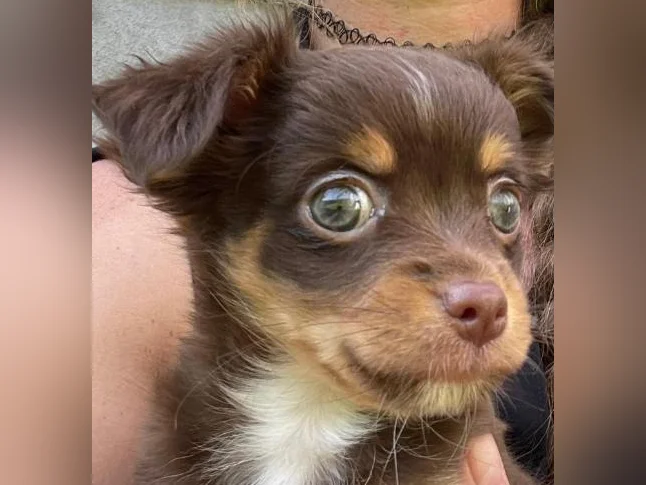Femelle chihuahua poils longs