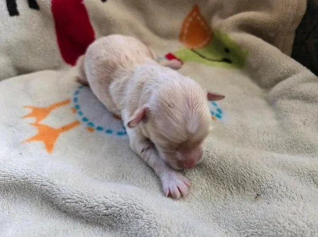COCKAPOO X MORKIE